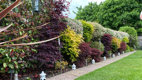 How To Garden Small Trees