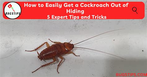 How To Get A Cockroach Out Of Hiding? [7 Fast Methods]