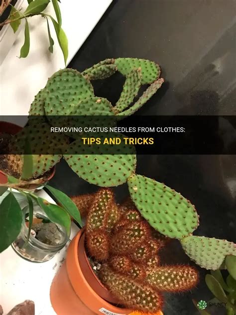 How To Get Cactus Needles Out Of Clothes? Safely And Quickly