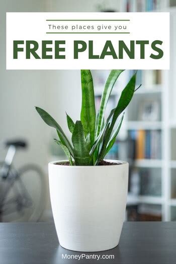 How To Get Free Plants From Government - GovernmentDigest.net