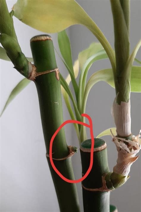 How To Get Lucky Bamboo To Grow New Shoots - SmileySprouts