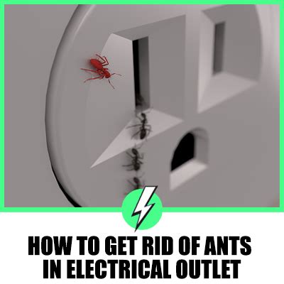 How To Get Rid Of Ants In Electrical Outlet - 1st Electricians