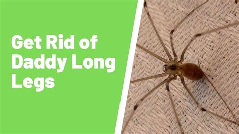 How To Get Rid Of Daddy Long Legs (And Keep Them Out) - BC …