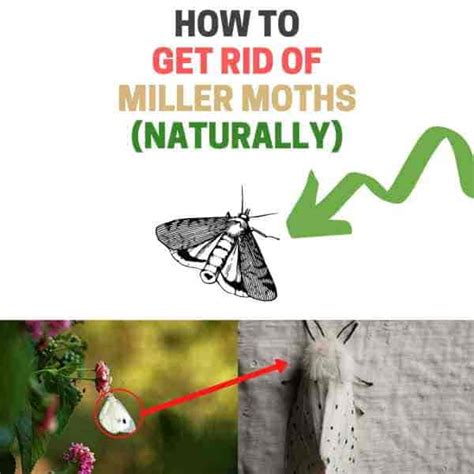 How To Get Rid Of Miller Moths Adopt And Shop