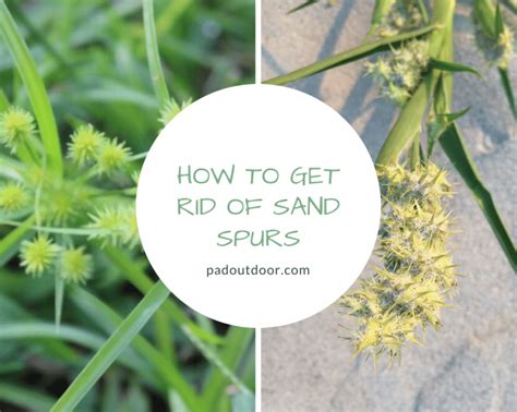 How To Get Rid Of Sand Spurs? (2024 Guide) Pad Outdoor