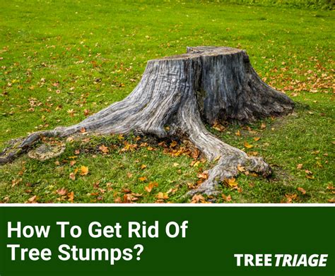 How To Get Rid Of Tree Stumps?