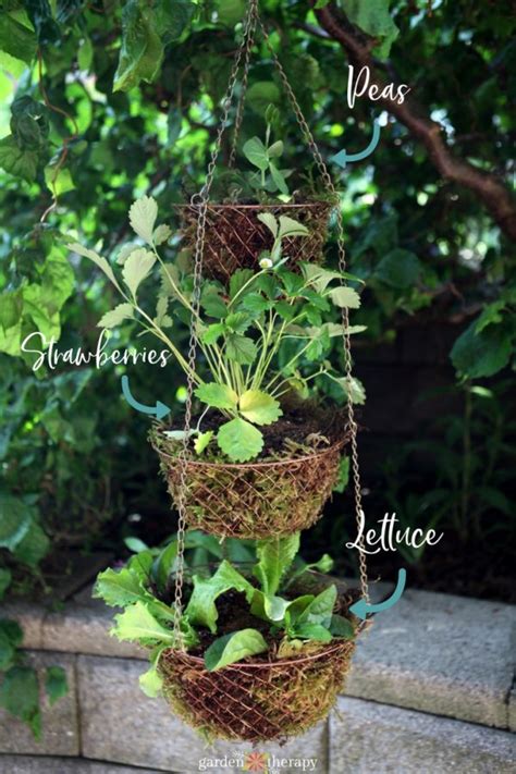 How To Get The Best Hanging Basket Herb Garden