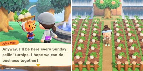 How To Get Turnips in Animal Crossing