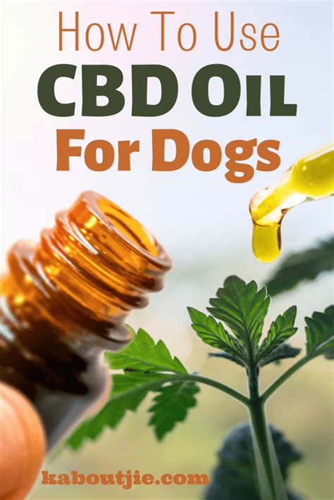 How To Get Your Dog To Take Cbd Oil