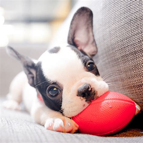 How To Get Your French Bulldog Puppy To Stop Biting