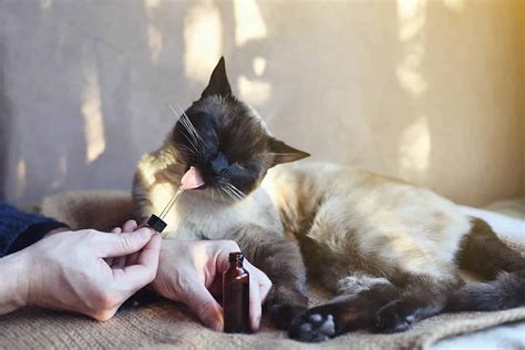 How To Give Cbd Oil To A Cat