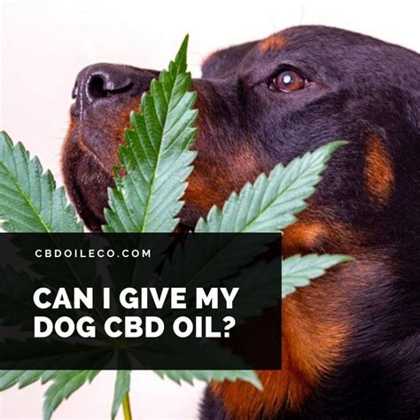 How To Give My Dog Cbd Oil