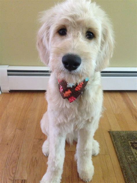 How To Groom A Goldendoodle Puppy