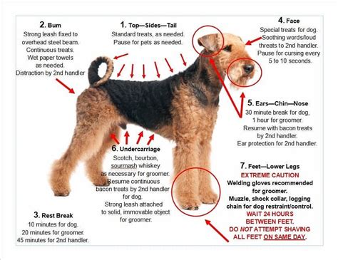How To Groom Airedale Terrier