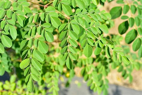 How To Grow A Dwarf Moringa Tree