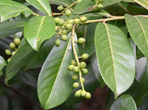 How To Grow And Care For A Bay Tree - Bunnings …