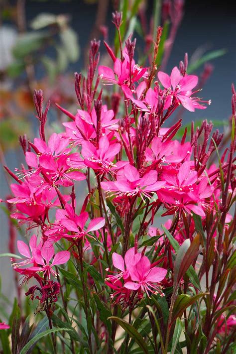 How To Grow And Take Care Of A Gaura Plant - Succulents Plants