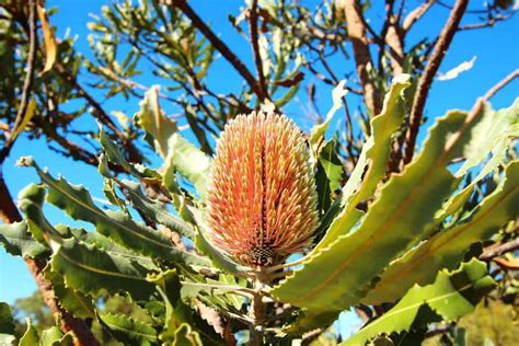 How To Grow Banksia From Seed Australian Native Plants