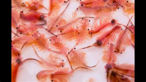 How To Grow Brine Shrimp To Adults? (S…