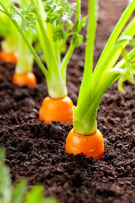 How To Grow Carrots: Tips for Planting This Garden …