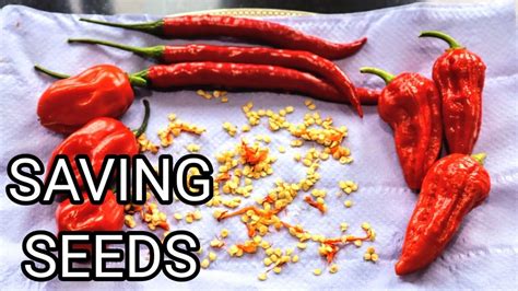 How To Grow Chilli From Seeds (Seeds To Harvest) - YouTube