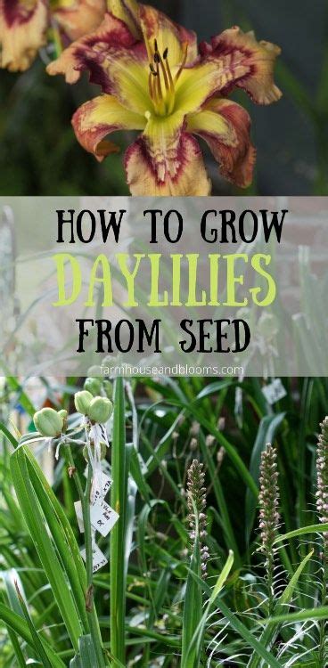 How To Grow Daylilies From Seed To Bloom - Farmhouse …