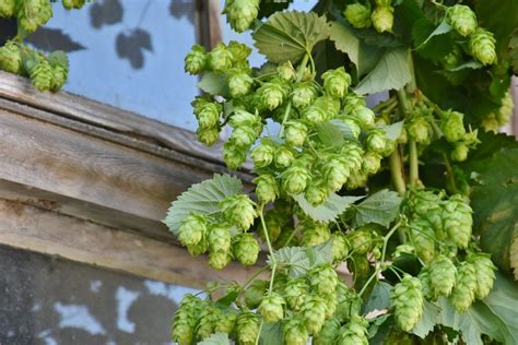 How To Grow Hops From Seed? 2 Free Steps! - Krostrade …