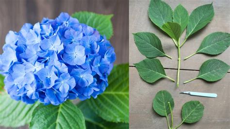 How To Grow Hydrangea From Cuttings Empress of Dirt