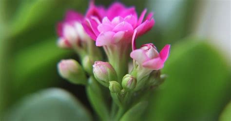 How To Grow Kalanchoe (Kalanchoe blossfeldiana ... - Gardening …