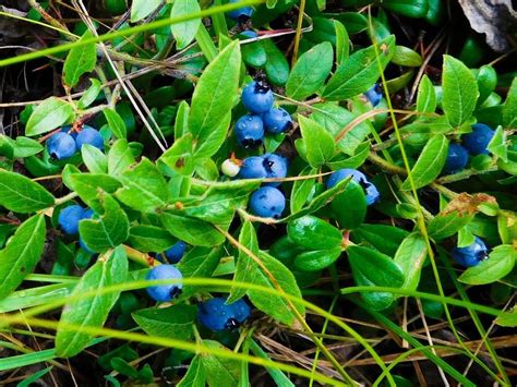 How To Grow Lowbush Blueberries - Gardening …