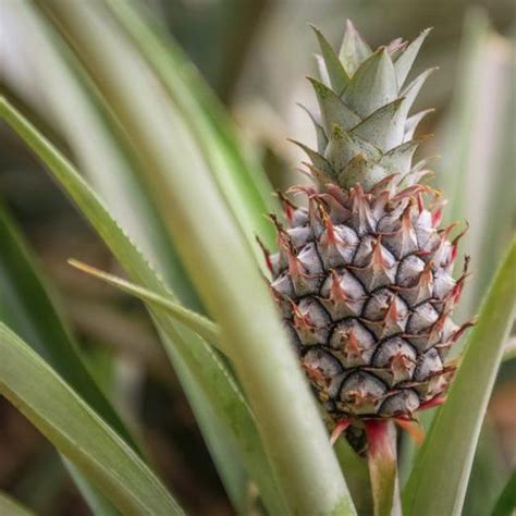 How To Grow Pineapples Hunker