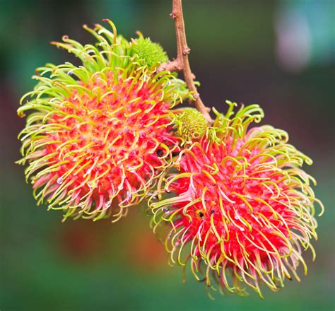 How To Grow Rambutan Fruit Trees - Where Can You …