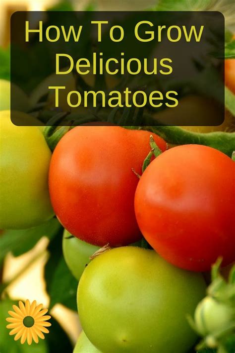 How To Grow Tomatoes - Tips For An Abundant Harvest