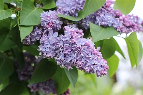 How To Grow and Care for Lilac Bushes The Family …