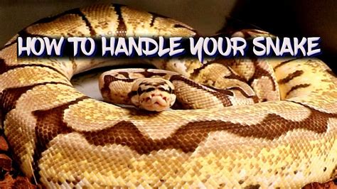 How To Handle Snakes For Beginners? - reptilefaq.com