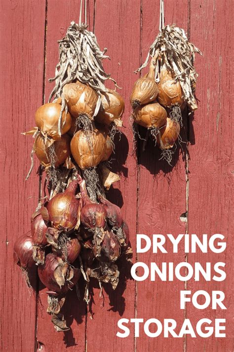 How To Hang Onions To Dry - WHYIENJOY