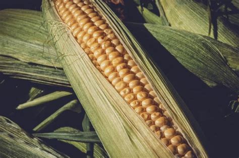 How To Harvest Corn - 10 Easy Step By Step Guide - Herval.co