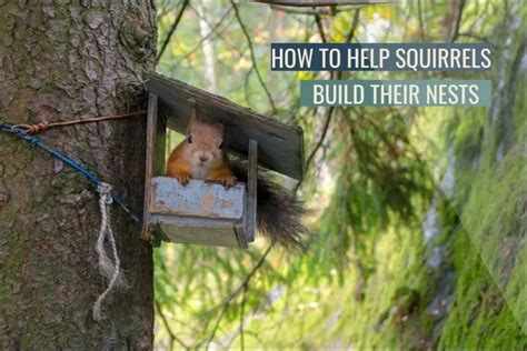 How To Help Squirrels Build A Nest Guide)