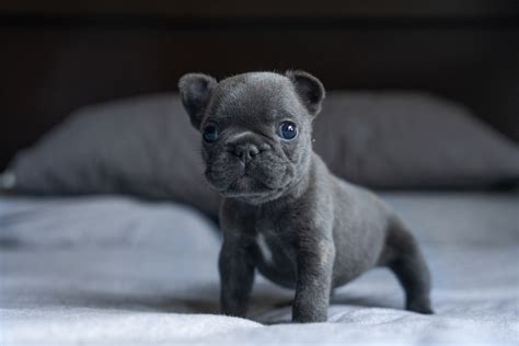 How To Hold A French Bulldog Puppy