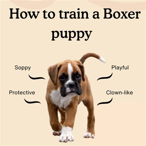 How To Housebreak A Boxer Puppy