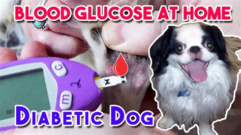 How To Increase Blood Sugar In Dogs Checking Your Blood …