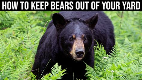 How To Keep A Bear Out Of The Garden - Gardening Know How