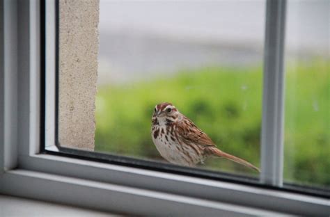 How To Keep Birds Off Balcony - 5 Best Efficient Ways