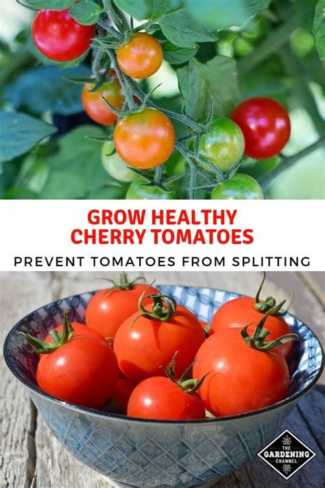 How To Keep Cherry Tomatoes From Splitting - Gardening Channel