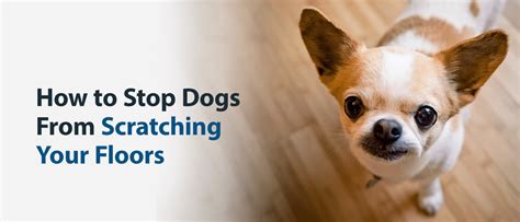 How To Keep Dogs From Scratching Floors