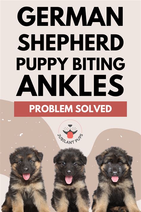How To Keep German Shepherd Puppies From Biting