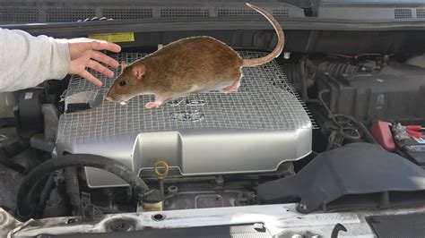 How To Keep Pack Rats Out Of Cars - All Animals Faq