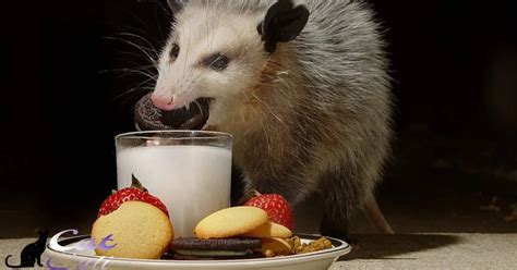 How To Keep Possums Away From Your Cat’s Food