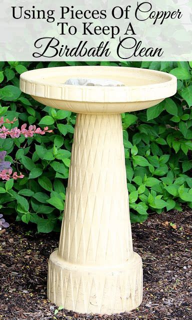 How To Keep Your Birdbath Clean - House of Hawthornes