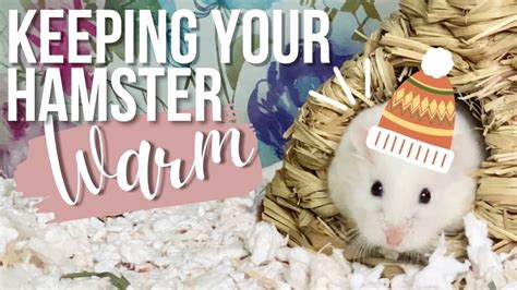 How To Keep Your Hamster Warm In Winter? Top 5 Ideas